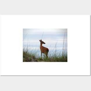 Deer Checking Out The Beach Posters and Art